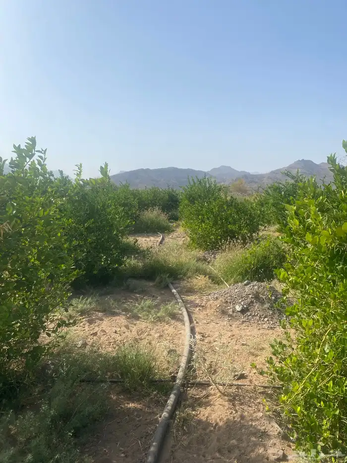 اشجار ليمون بن زهير مثمره عمرها خمس سنوات 6