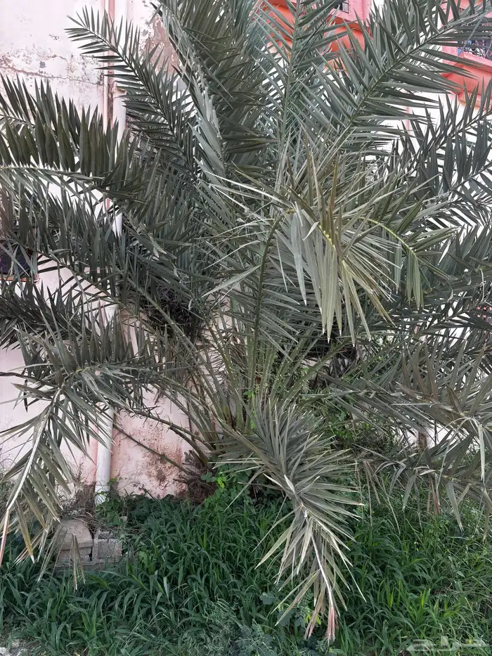 نخل للبيع 2