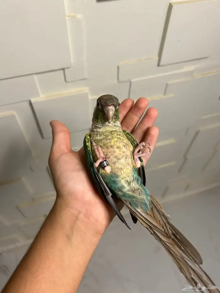 ببغاء كنيور 1
