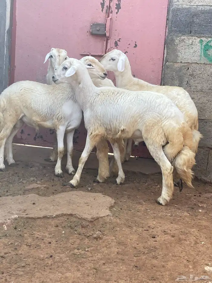 4 خرفان فل شحم عمارها من خمسة إلى ستة شهور 2