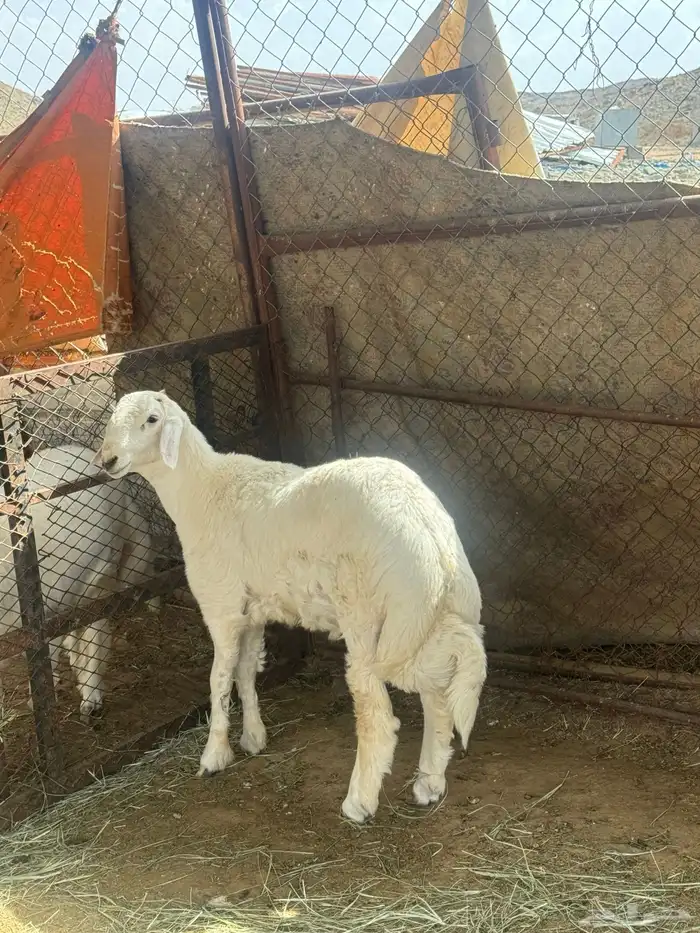مشروع فحل عمره 6 شهور صنف عكفة الراس وارتفاع طيب وله مستقبل 0
