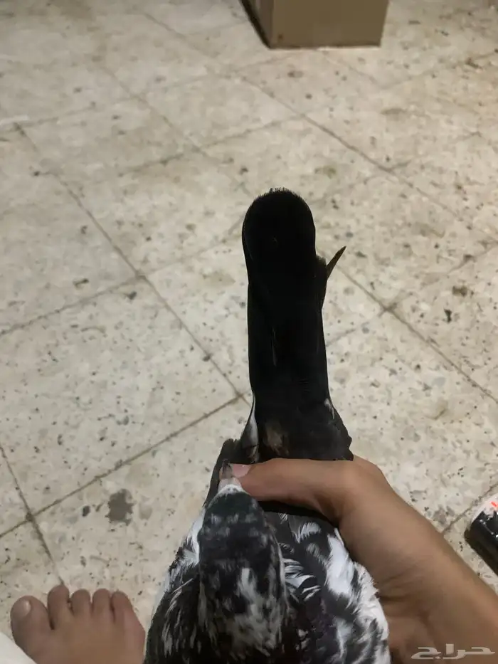 نعرض لكم حمام بكستاني 2