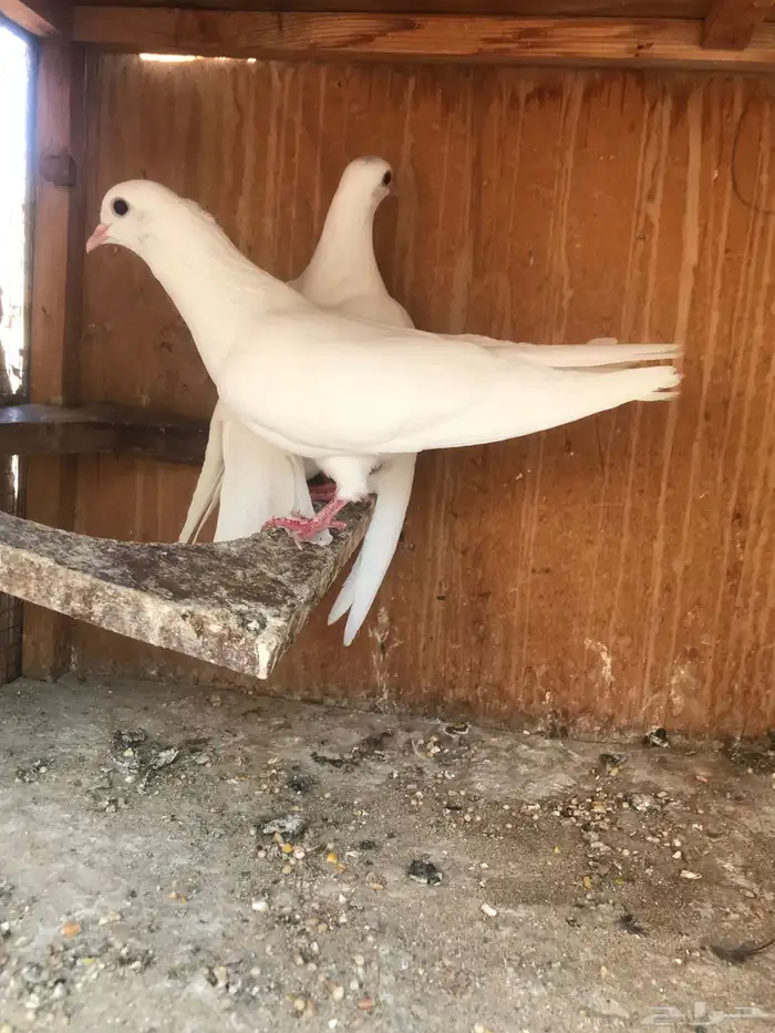 صنعاني اصيل شيبه 6