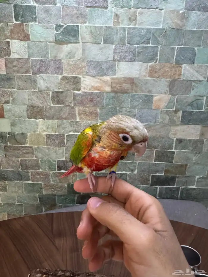 كنيور اناناس أليف 2