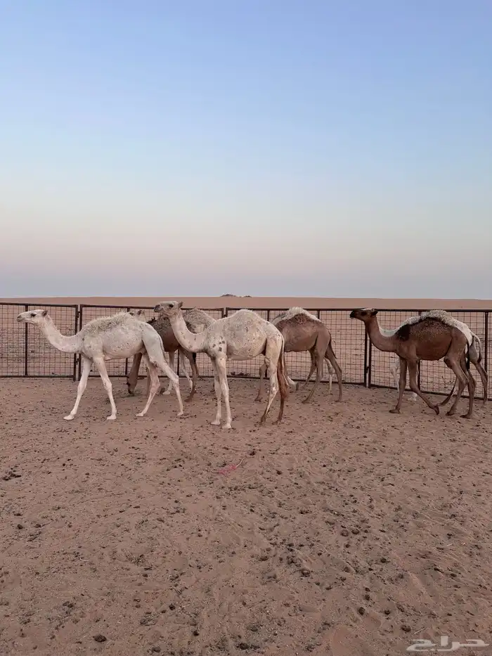 قعدان للبيع 0