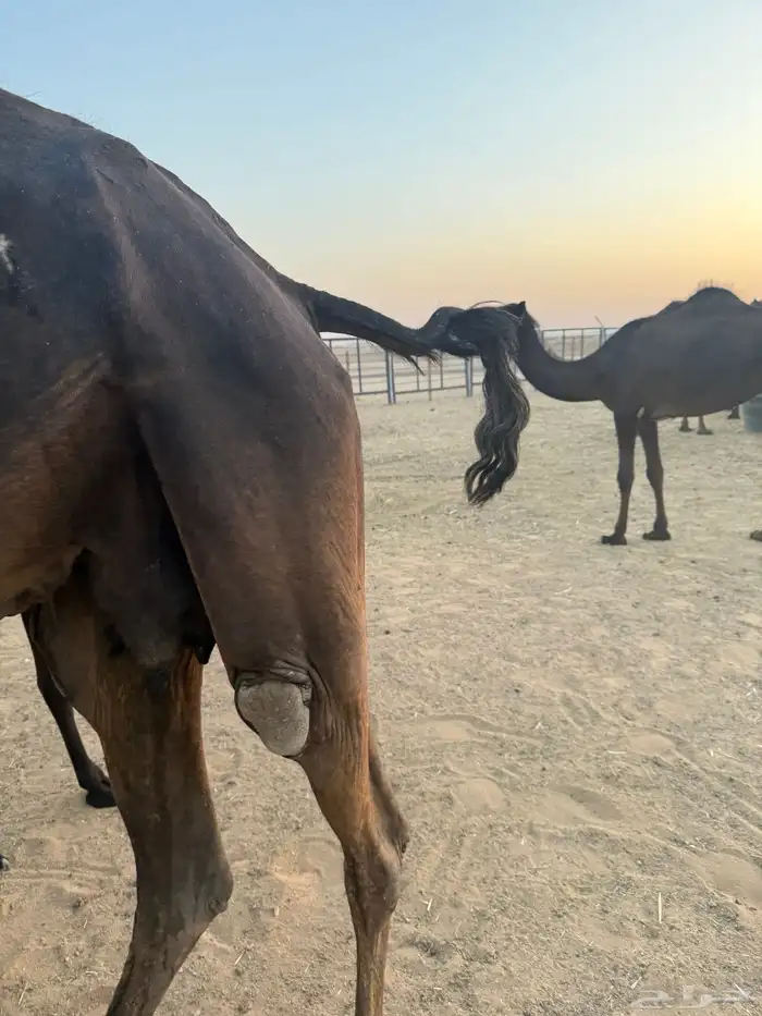 لقحه وبنتها معها 3
