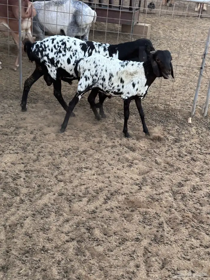 طليان برابر انتاج الحلال 1