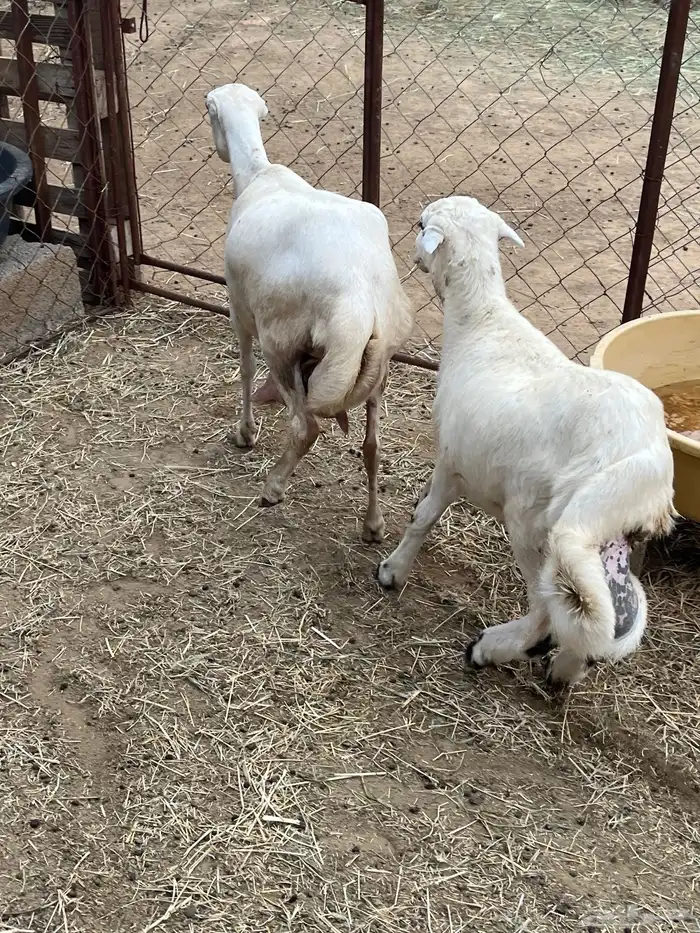 نعجه رفيديه( تم البيع ) 0