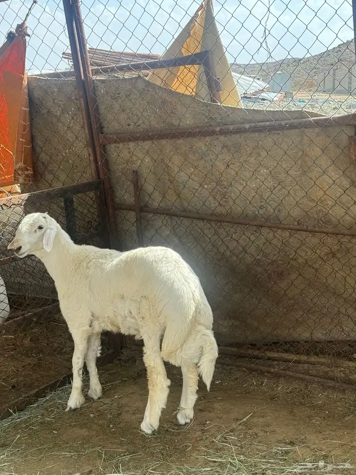 مشروع فحل عمره 6 شهور صنف عكفة الراس وارتفاع طيب وله مستقبل 1