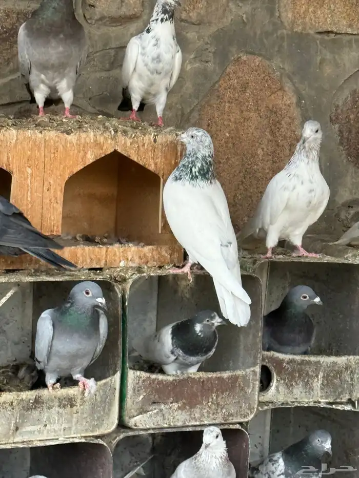 حمام قطايف وزاجل وبكستاني 3