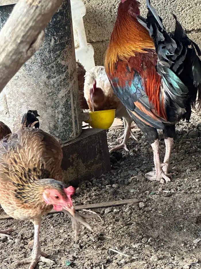 دجاج بلدي ترثه اصيل عربي فري 4