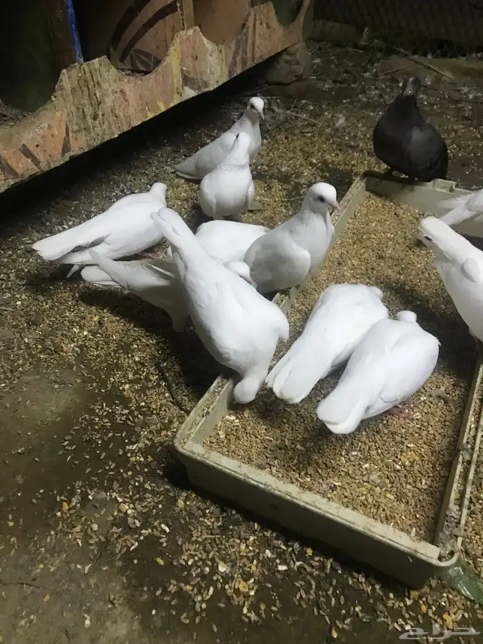 صنعاني اصيل شيبه 4