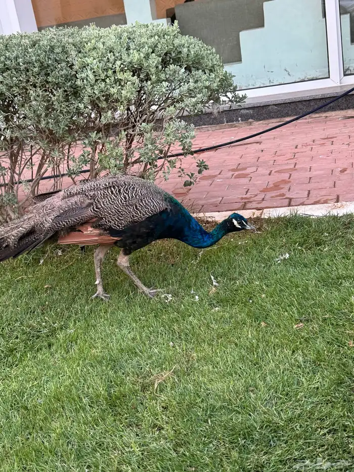 طاؤوس للبيع 0