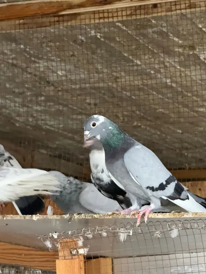 حمام قطايف وزاجل وبكستاني 8
