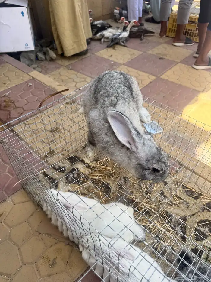 ارانب فرانسي وأمريكي 0