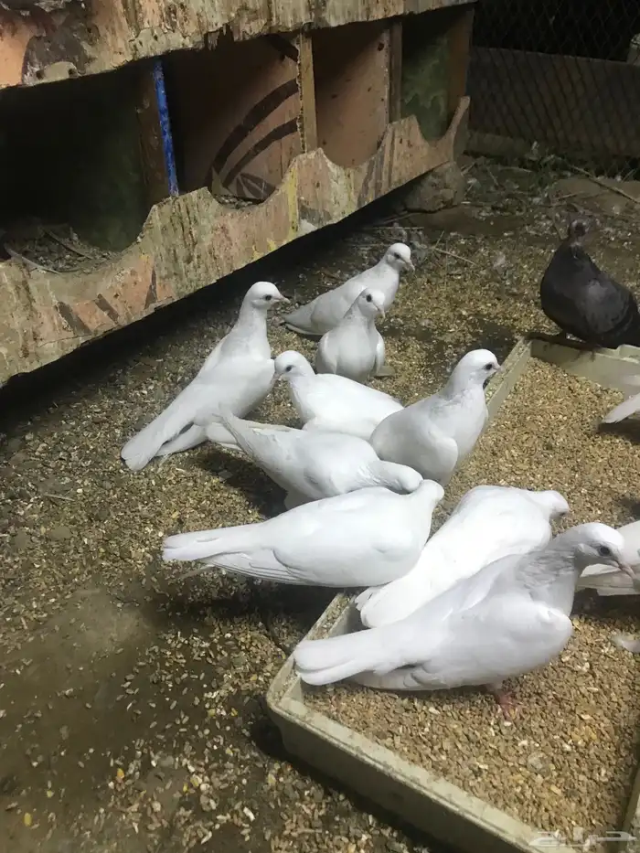 صنعاني اصيل شيبه 2