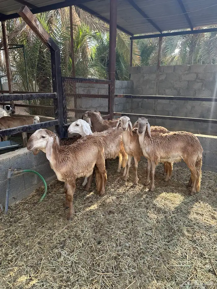 رخال سواكن درمانيه 1