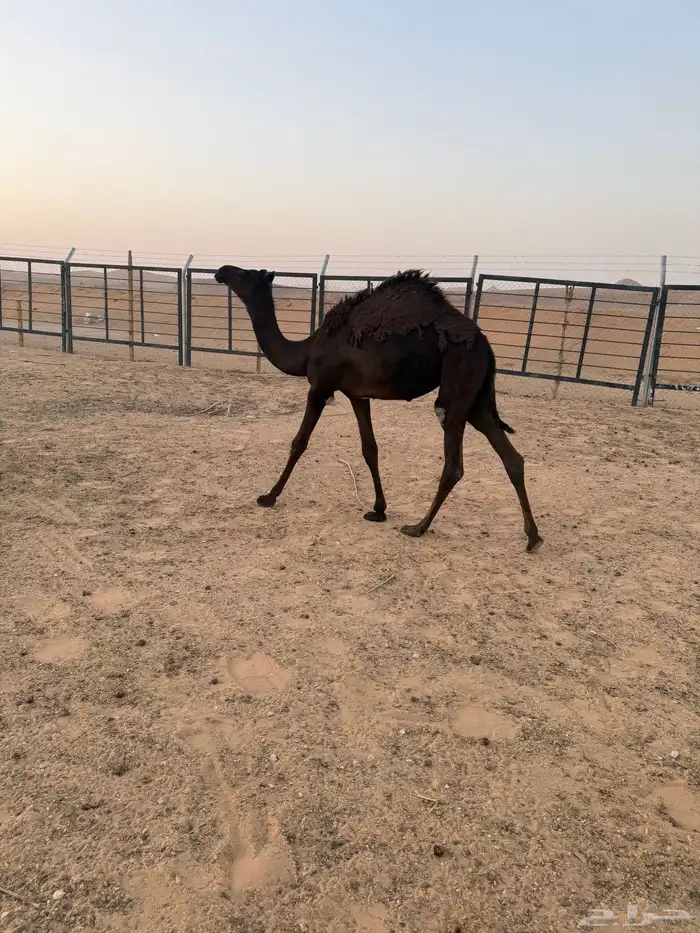 لقحه وبنتها معها 11