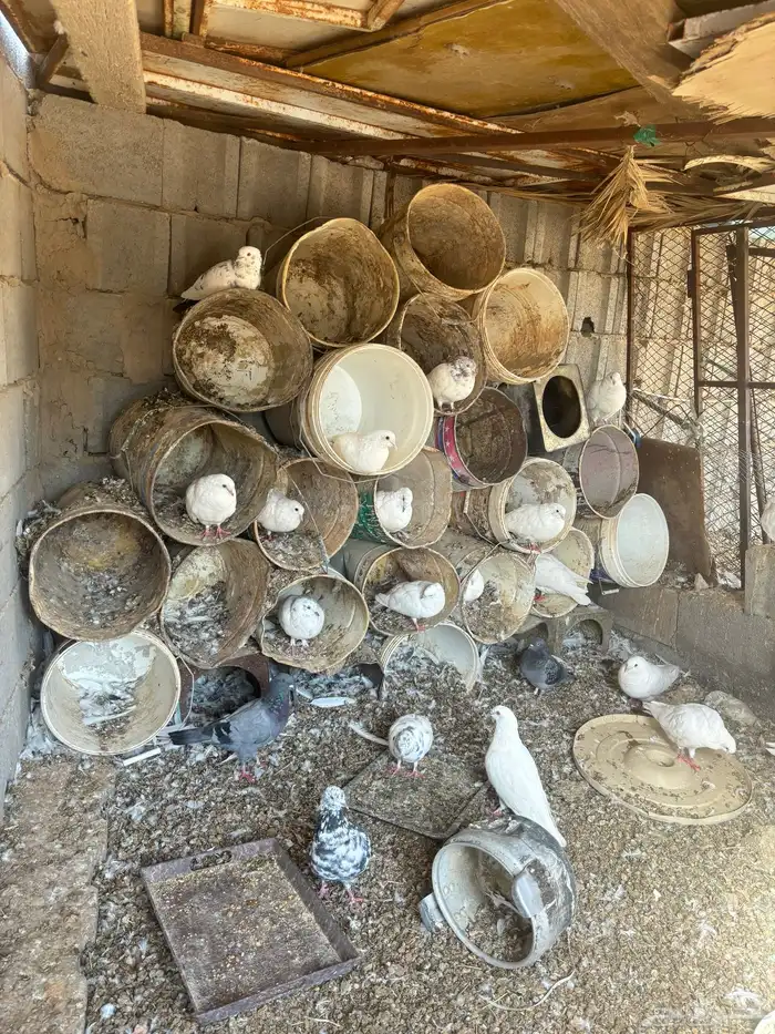 حمام فرنسي وباكستاني و بلدي 1