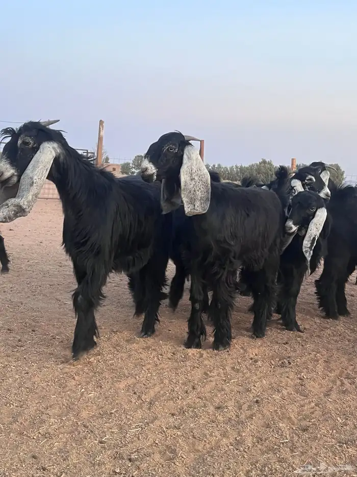 جذعات عوارض (جفرات) للبيع 42 2