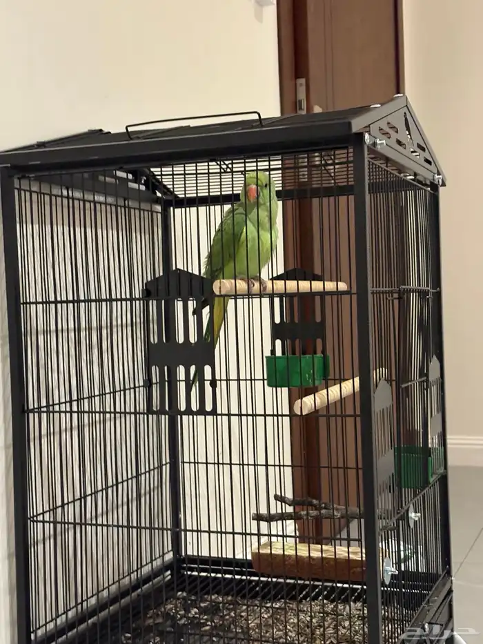 دره هنديه أليفه متكلم 12