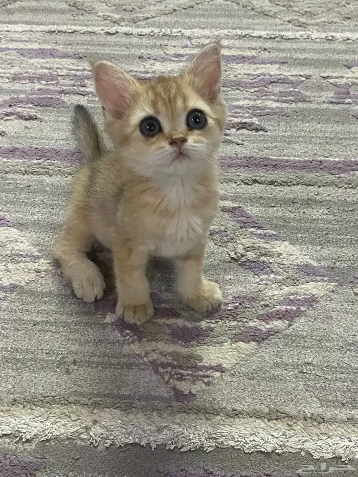 كيتن سكواتش 2