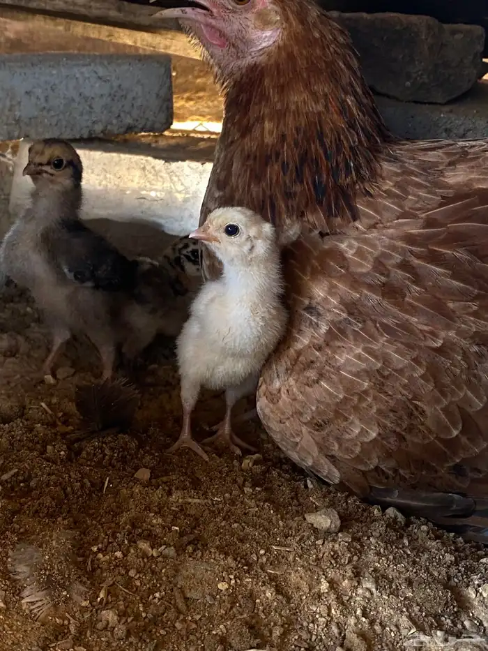 دجاجه بياض وحضان وتحتها 5 صوص له خمس يام 0