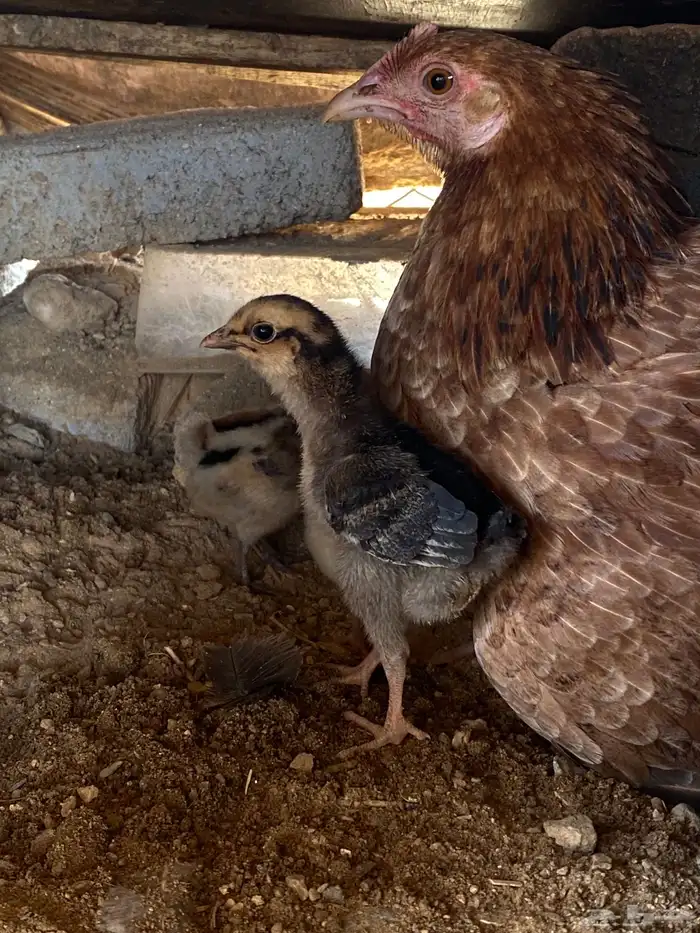 دجاجه بياض وحضان وتحتها 5 صوص له خمس يام 1