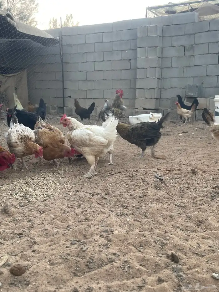 دجاج العدد تقريبن 14 وديكه 4 المجموع 18 تقريبن 0