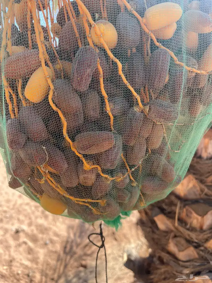 تمر برني ابوراكة 2