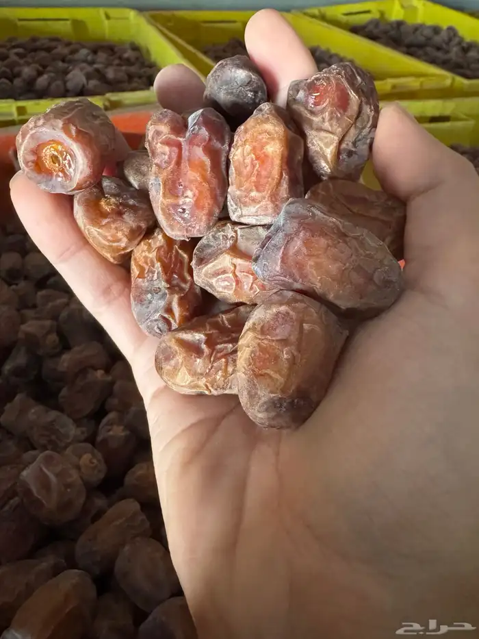 تمر خلاص القصيم 3