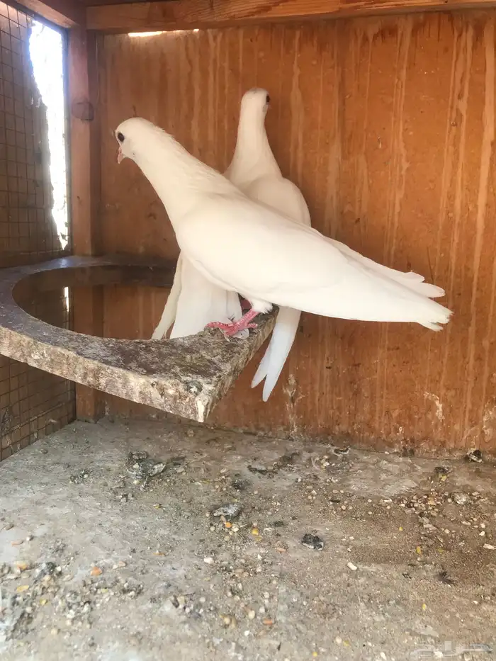 صنعاني اصيل شيبه 5