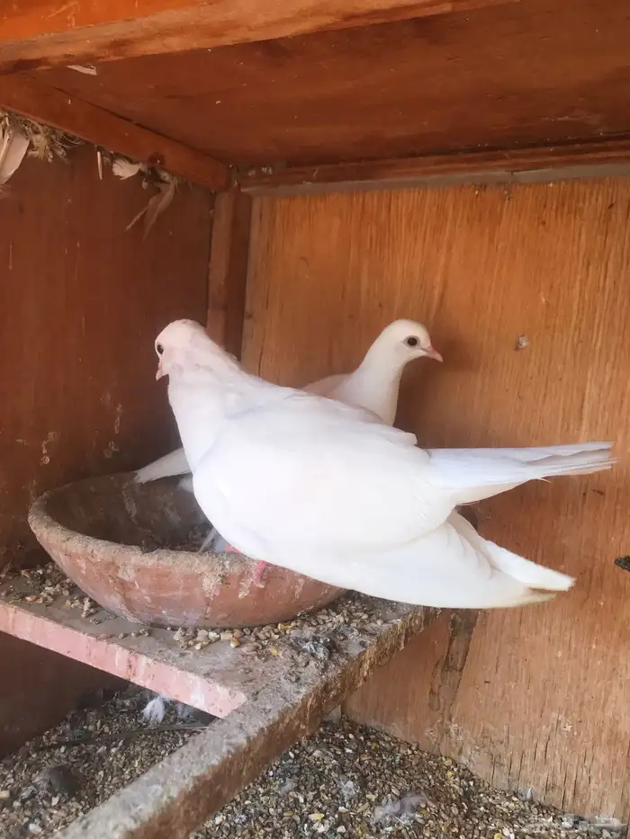 صنعاني اصيل شيبه 10