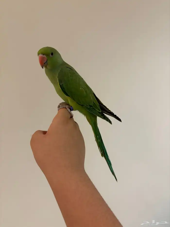 دره هنديه أليفه متكلم 2