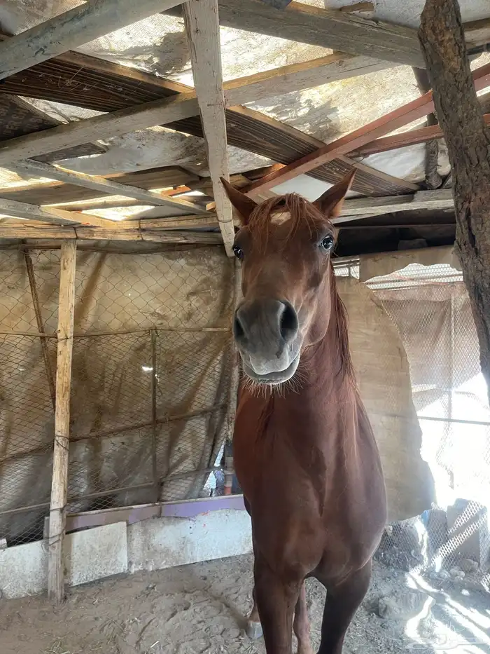 حصان عمر سنتين غير معسوف حصان مشروط 3