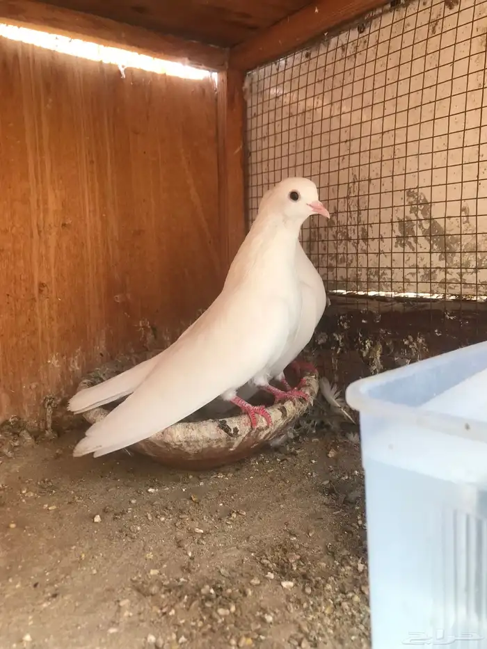 صنعاني اصيل شيبه 8