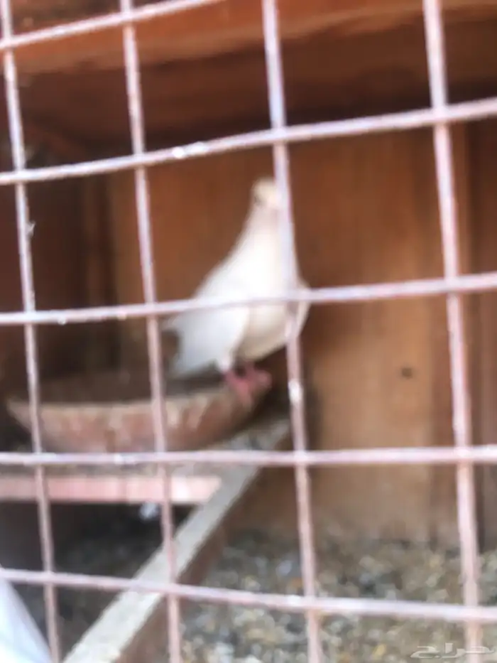 صنعاني اصيل شيبه 9