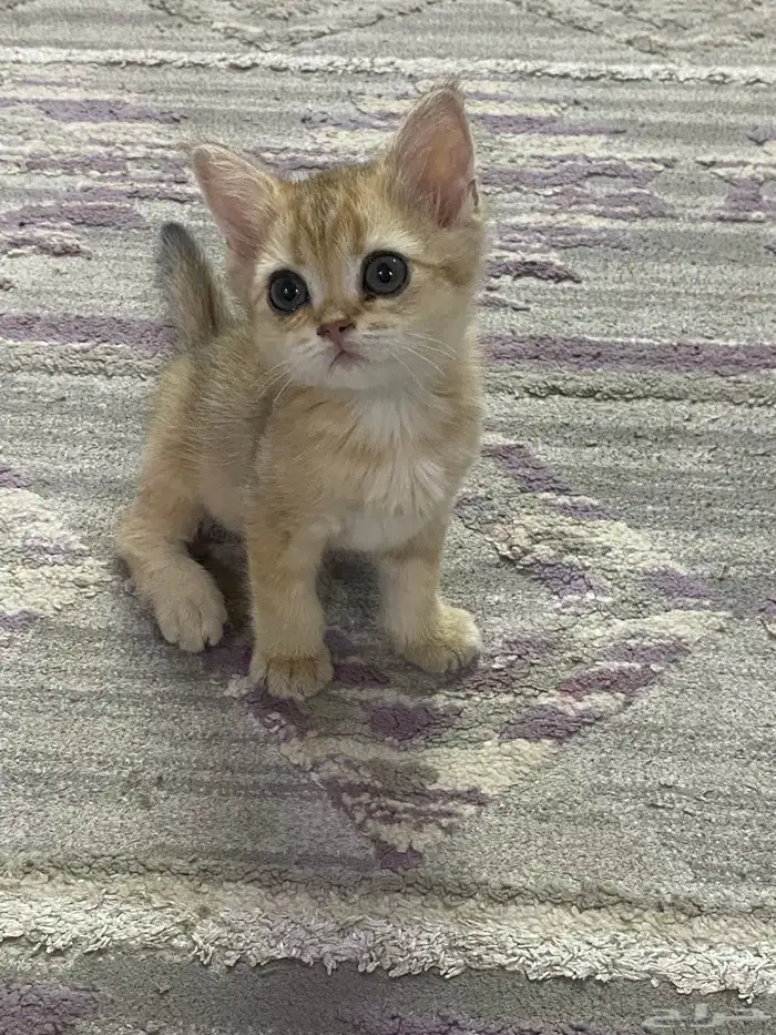 كيتن سكواتش 4