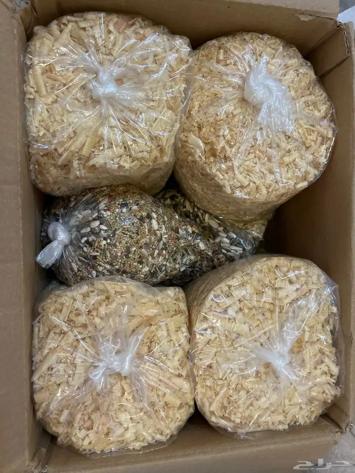 ببغاء كروان لاتيني اليف 2