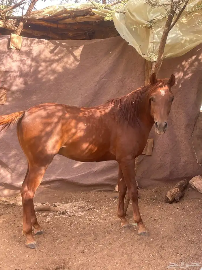 حصان عمر سنتين غير معسوف حصان مشروط 0