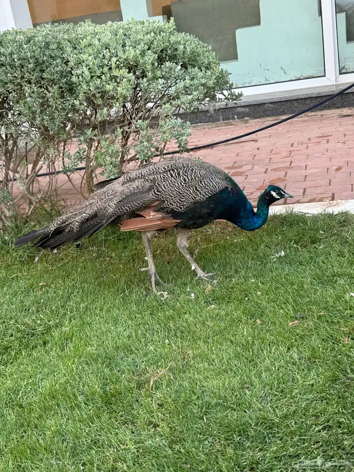 طاؤوس للبيع 1