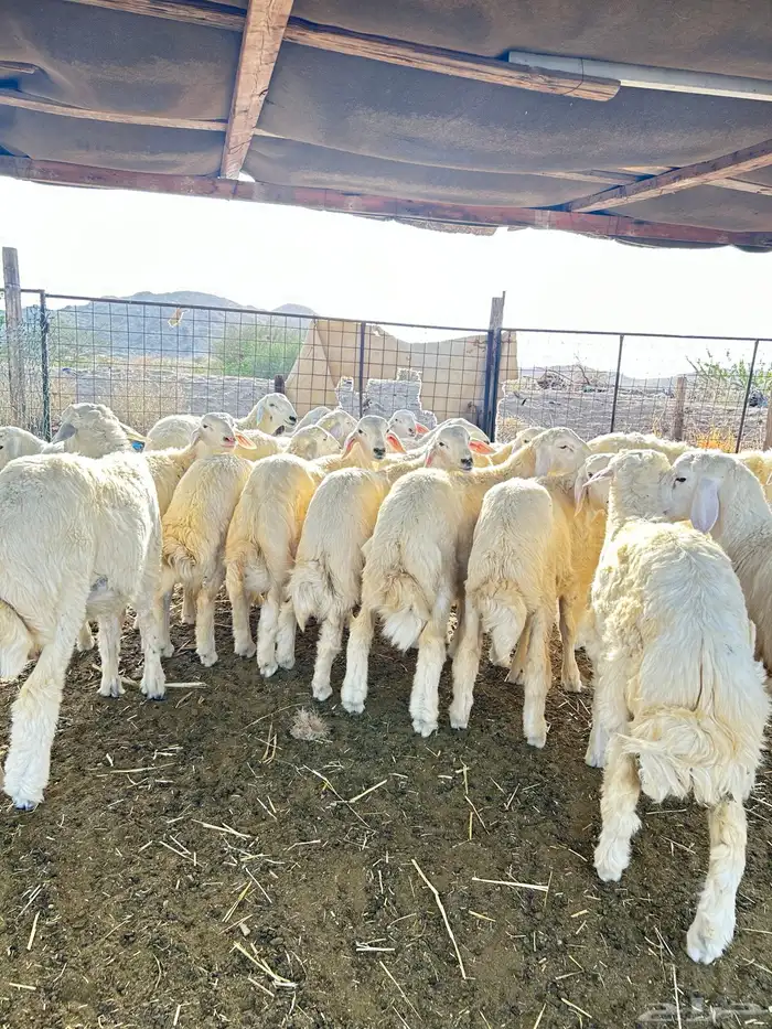 ذبايح حريه طليان و رخال 12