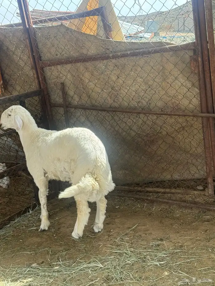 مشروع فحل عمره 6 شهور صنف عكفة الراس وارتفاع طيب وله مستقبل 2