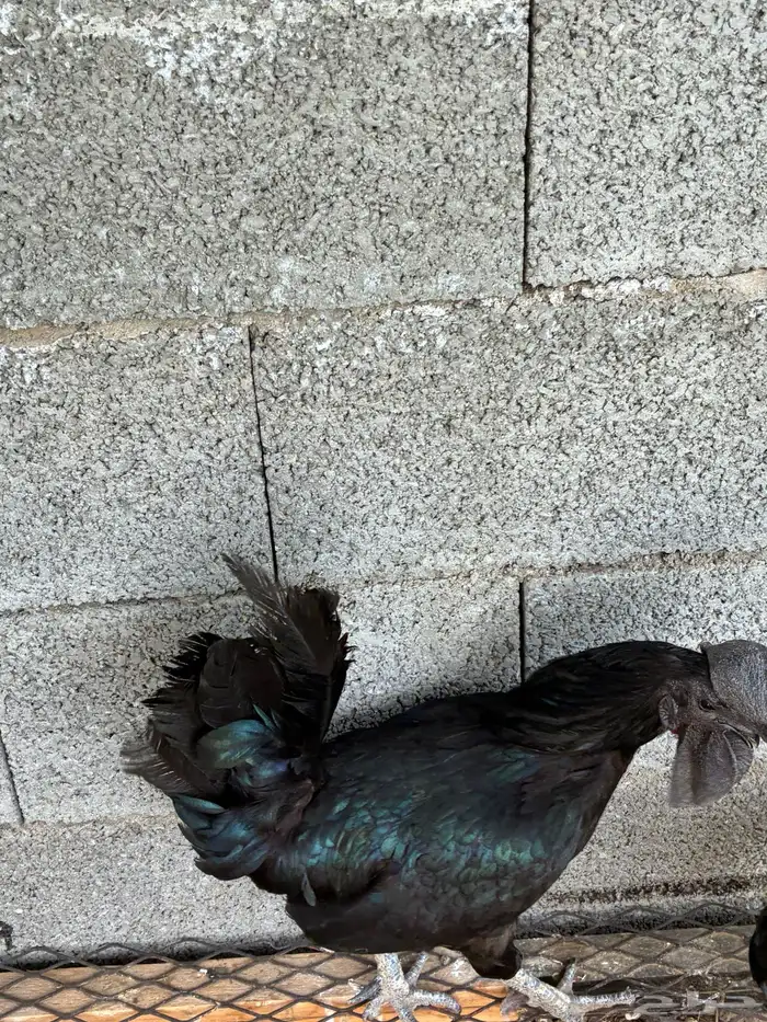 دجاج لمبرغيني للبيع 3