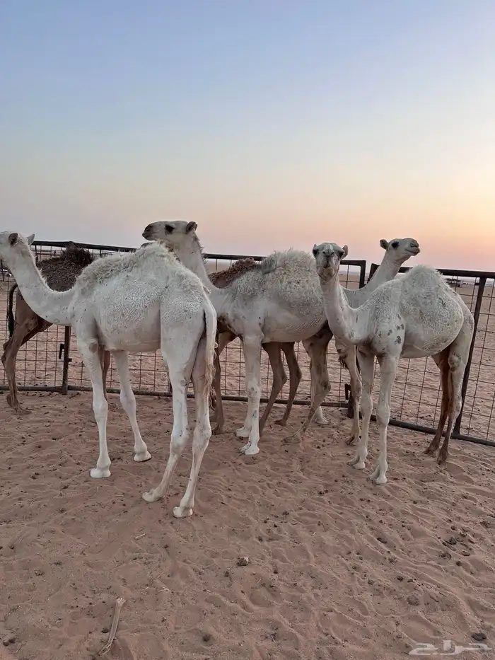 قعدان للبيع 5