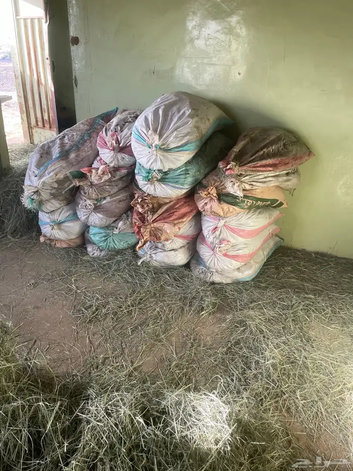 تمر غنم للبيع العدد 30كييس 0