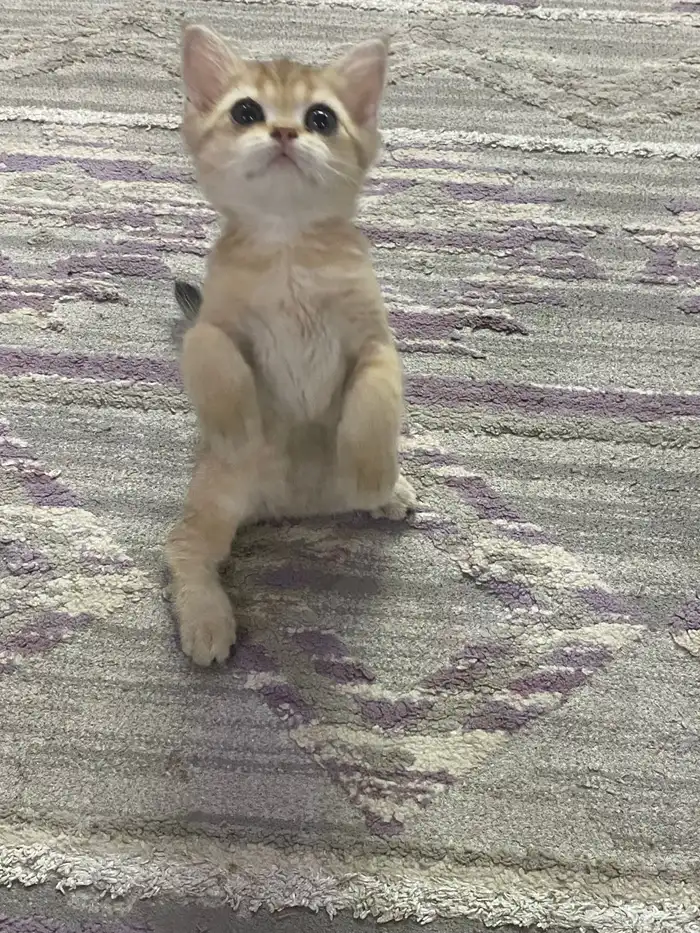 كيتن سكواتش 1