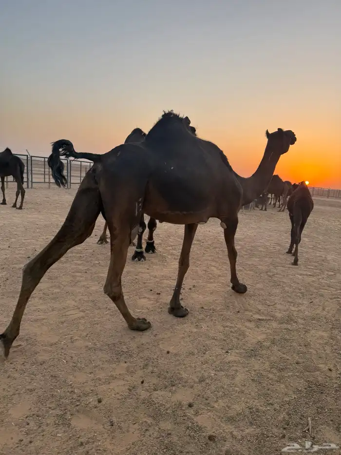 لقحه وبنتها معها 2