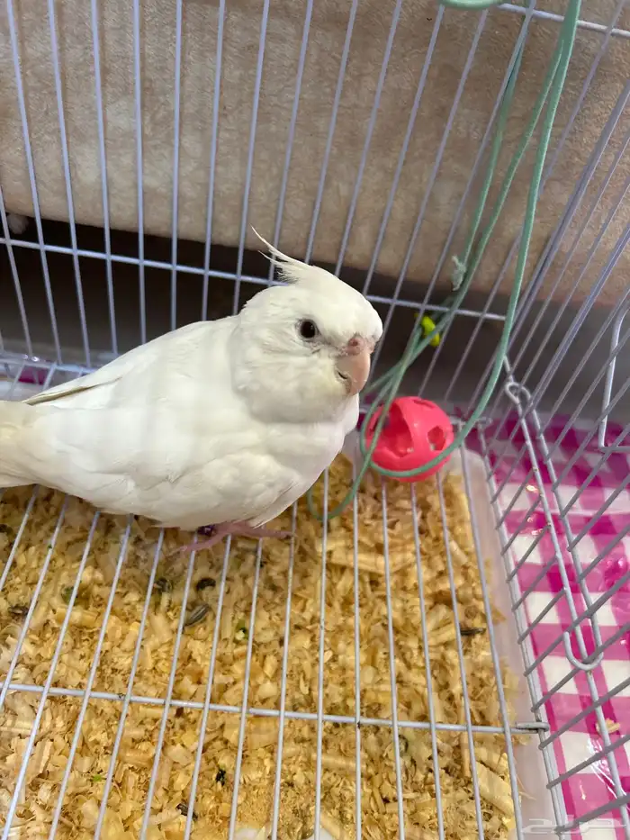 ببغاء كروان لاتيني اليف 3