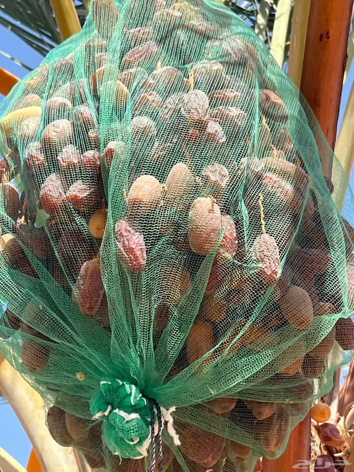 تمر برني ابوراكة 1